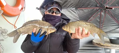 고삼지 본격시즌이 시작됩니다.