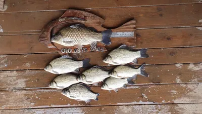 고삼지 상류권포인트 힐링 시작입니다.