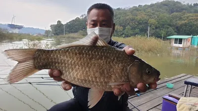 고삼지 양촌좌대 연일 사짜붕어 조황소식입니다