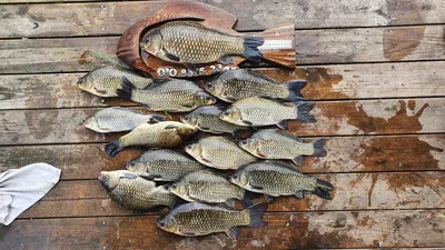 고삼지 덩어리 조황 살아납니다