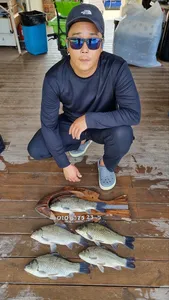 여름시즌 독보적인 덩어리 조황입니다.