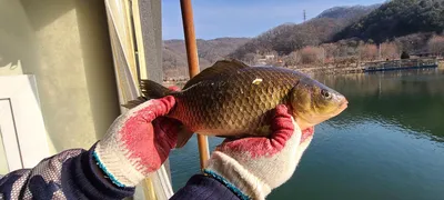 양평 수곡낚시터 주중 조황및 붕어방류 