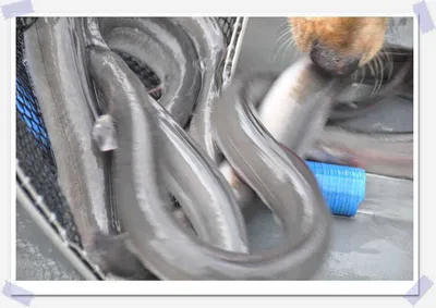 [유일낚시터] 뻘속에 박힌 장어를 뽑아보세여~~~!