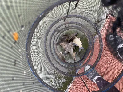 송전낚시터 제일집 5월 첫째 주 조황입니다.