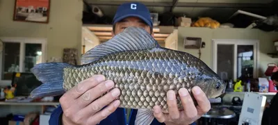 고삼지 상류권 사짜붕어 조황입니다.