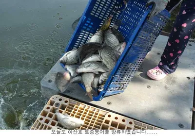 만수위의 신봉지 조황입니다.....