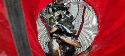 주중반 수,목 힐링 수곡낚시터 괜찬은 조황이나 편차는 있었습니다