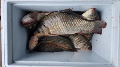 고삼지 안정적 꾸준한 조황!!