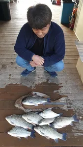 고삼지 상류권 덩어리붕어 반란중