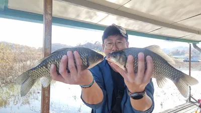 고삼지 붕어 조황입니다.