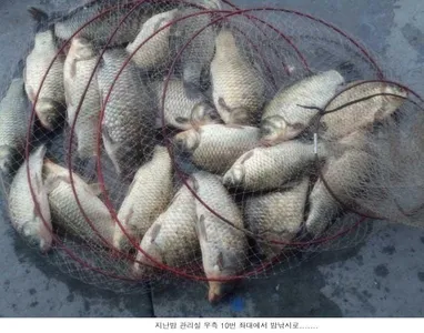 방류도 하고 조황도 올리고....