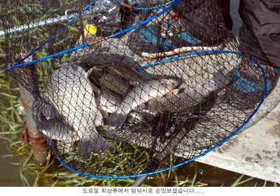 11월 첮주말 신봉지 조황입니다...