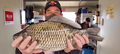 고삼지 상류권 사짜붕어의 움직임!!