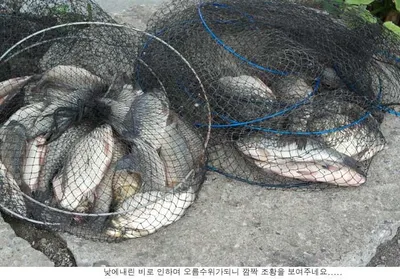 오름수위의 신봉지 에서는....