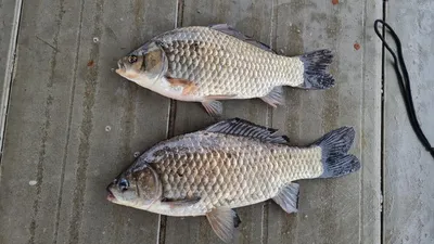 아산 명품 월랑낚시터 4월 두번째 조황 화보입니다...^^