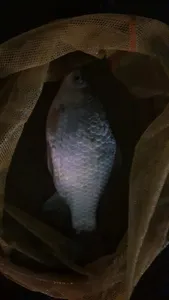 아산 명품 월랑낚시터 3월 첫번째 조황이야기입니다...^^