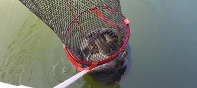 3월마지막주 주초 수곡낚시터 조황 고른편이네요