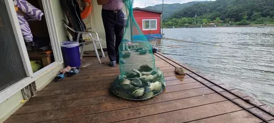 양평낚시터 펜션 힐링 수곡낚시터 8월셋째주 월,화 조황 및 붕어 방류