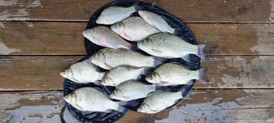 고삼지 주말 마리수 조황입니다