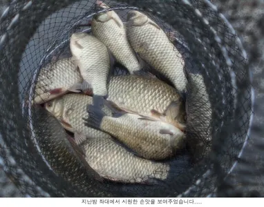 밤낚시에 손맛을 볼수있습니다....