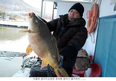 한겨울에 초대형 향어가.....