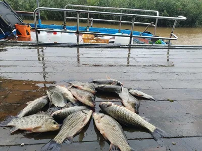 고삼지 양촌좌대 정상 가동중!!!
