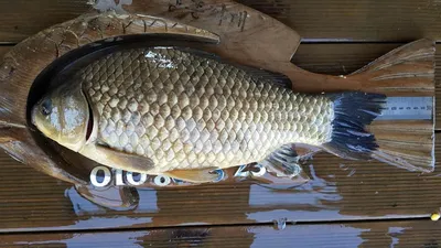 44cm붕어외 덩어리 기록중인 고삼지상류권!!