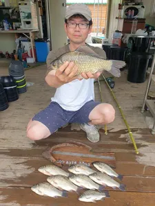 고삼지 양촌좌대 마리수 조황입니다.