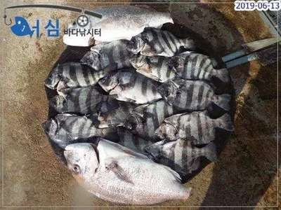   6월13일어심바다낚시터조황 