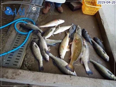 4월20일어심바다낚시터조황