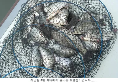 신봉지 방류도하고 조황도 올리고....