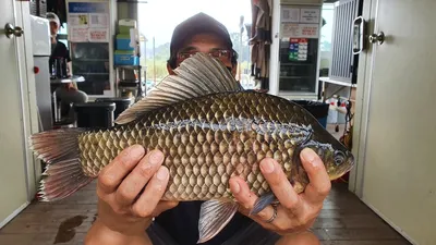 고삼지 상류권 사짜붕어 추가요~