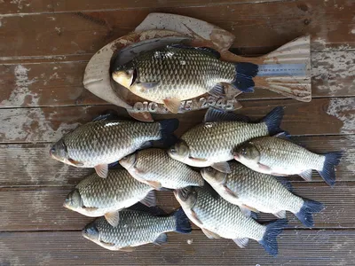 고삼지 상류권 포인트는 지금....