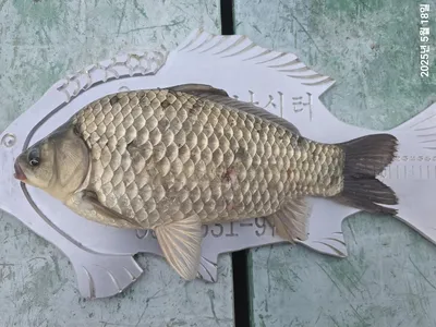 용담대물낚시터 