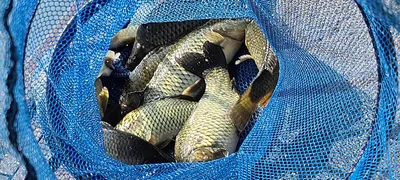 피서여름휴가 양평 힐링 수곡낚시터 펜션, 8월둘재주초 월,화 조황 및 방류