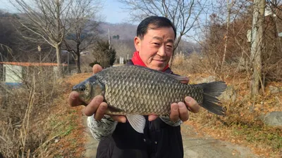 대물붕어 2주차 주간베스트 선정 / 힐링 수곡낚시터  토종붕어 대량방류 및 좌대 할인행사