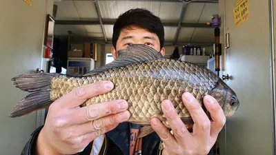 고삼지 상류권 막바지 마리수 조황입니다.