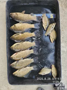 화곡낚시터 조황정보 