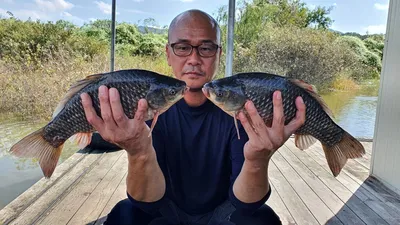 고삼지 붕어조황으로 명절인사 드립니다.