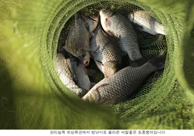 토종붕어 방류와 조황입니다....