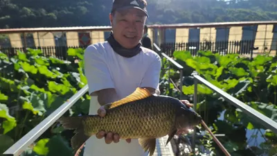 5짜 대물붕어 양평 수곡낚시터 8월 넷째주 주후반 조황 및 방류
