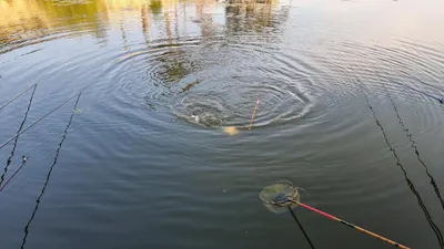 아산 명품 월랑낚시터 7월 첫번째 조황이야기입니다...^^