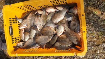 아산 명품월랑낚시터 조황이야기입니다...^^