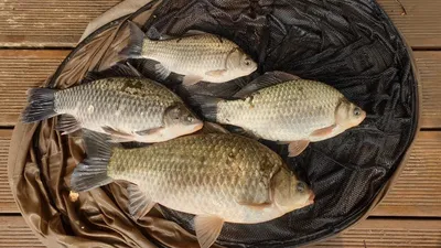 고삼지 상류권 양촌좌대 조황입니다.