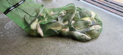 장마철 휴가낚시 수곡낚시터 수,목 조황 및 금일 붕어방류