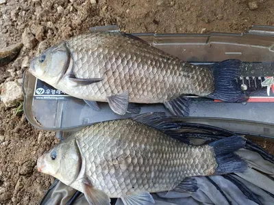 아름다운장계지에서