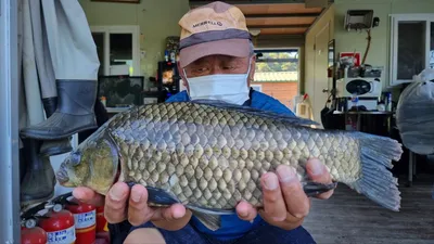 고삼지 최상류권 사짜붕어 풍년입니다.