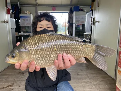 고삼지 토요일 조황입니다.