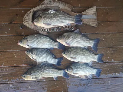 고삼지 주중 스타트!! 덩어리 조황입니다.