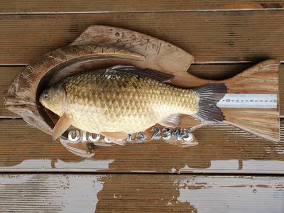 welcome 고삼지 사짜붕어